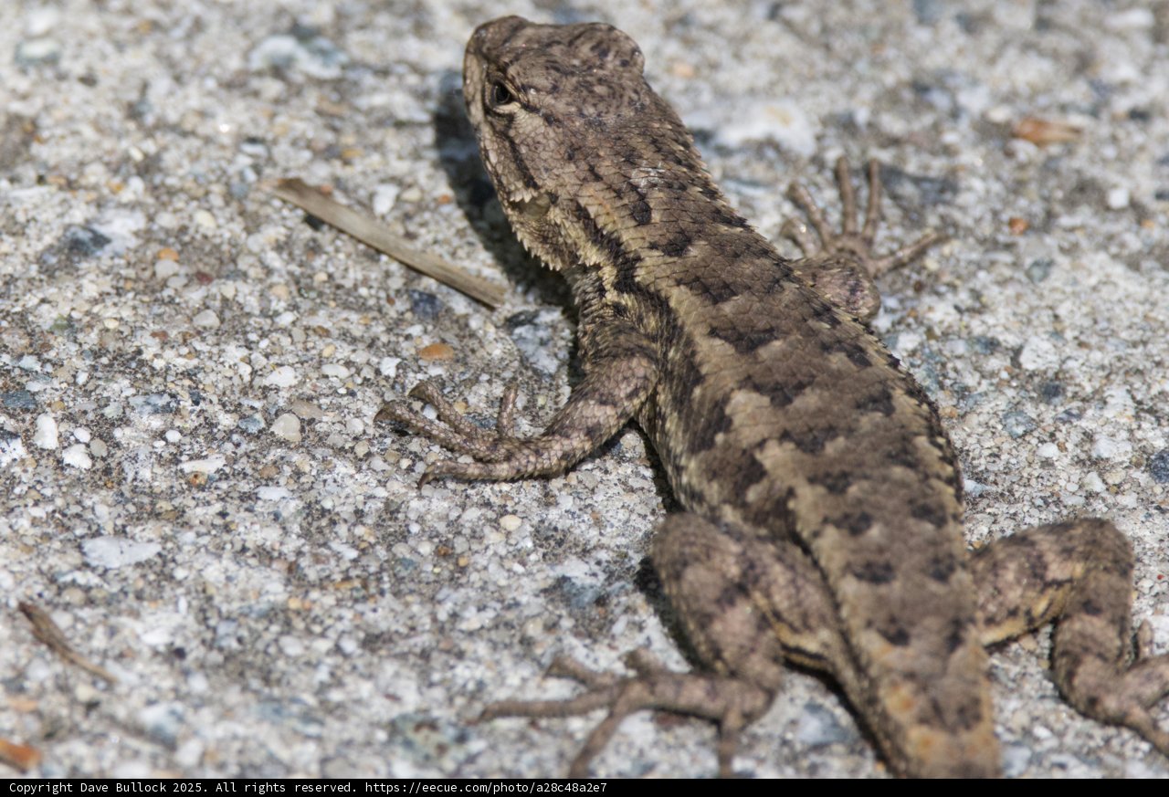 Sunbathing Lizard in the Park