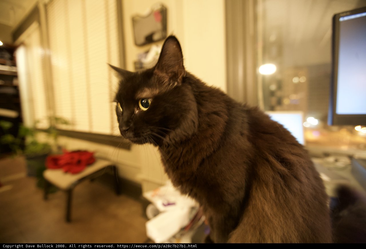 Watchful Companion