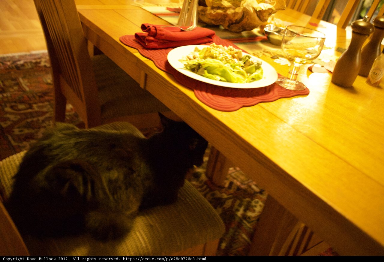 A Cat's Spot at the Dining Table
