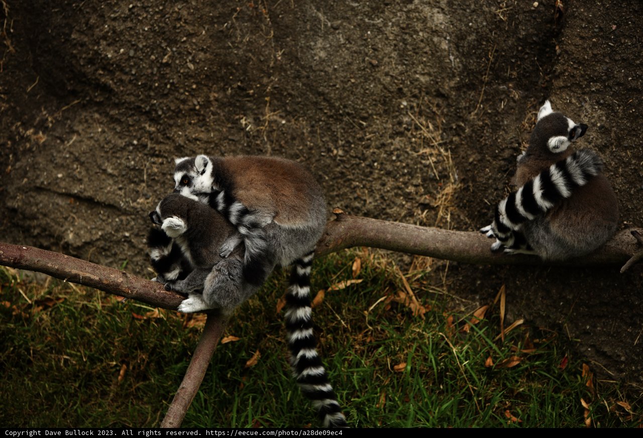 Playful Pair at Oakland Zoo