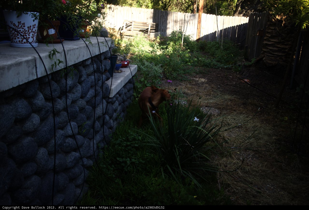 Canine in the Garden