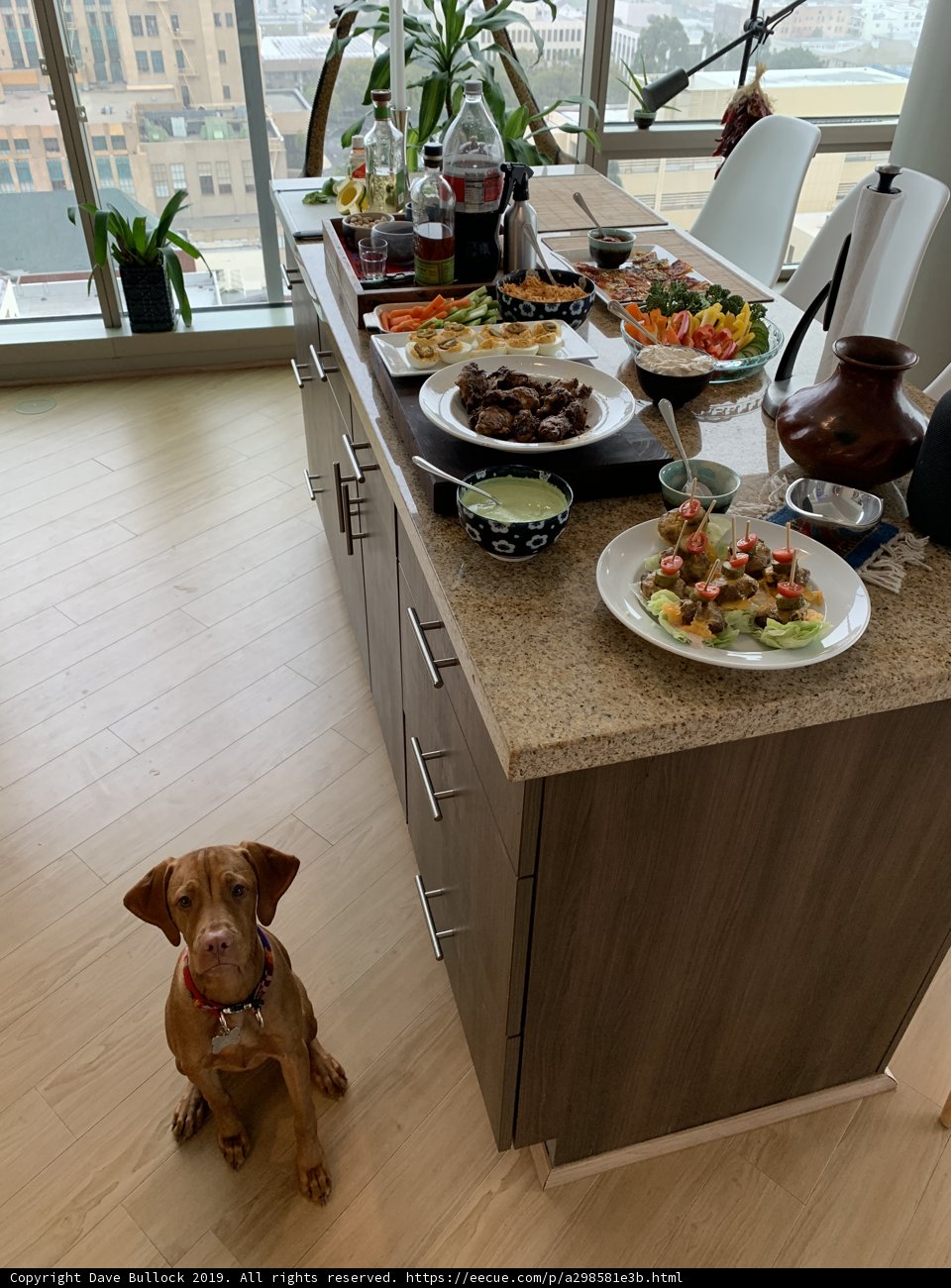 Canine Brunch Counter