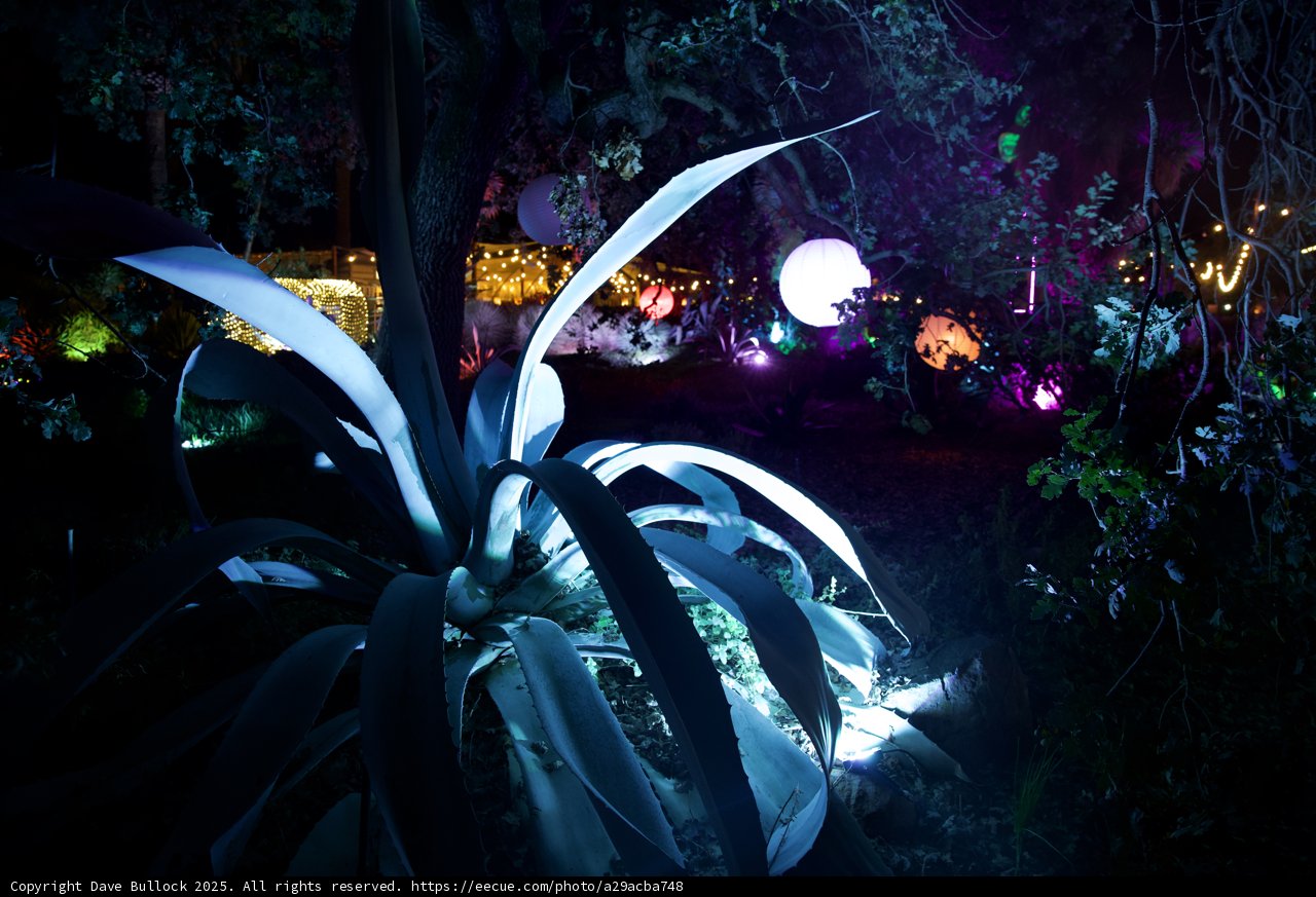 Moonlit Agave Fantasy