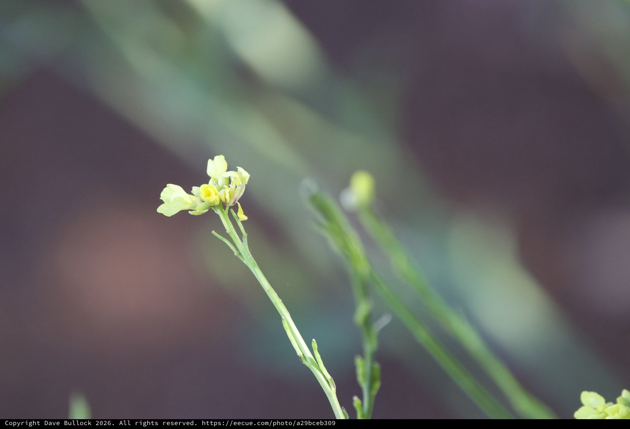 Delicate Yellow Wildflower Blooms at Mount Diablo