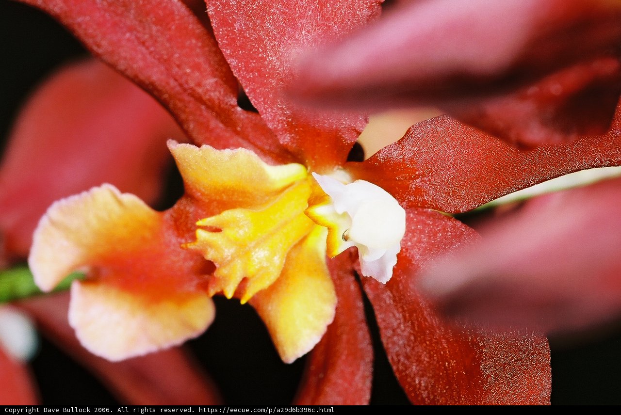 Vibrant Orchid Flower