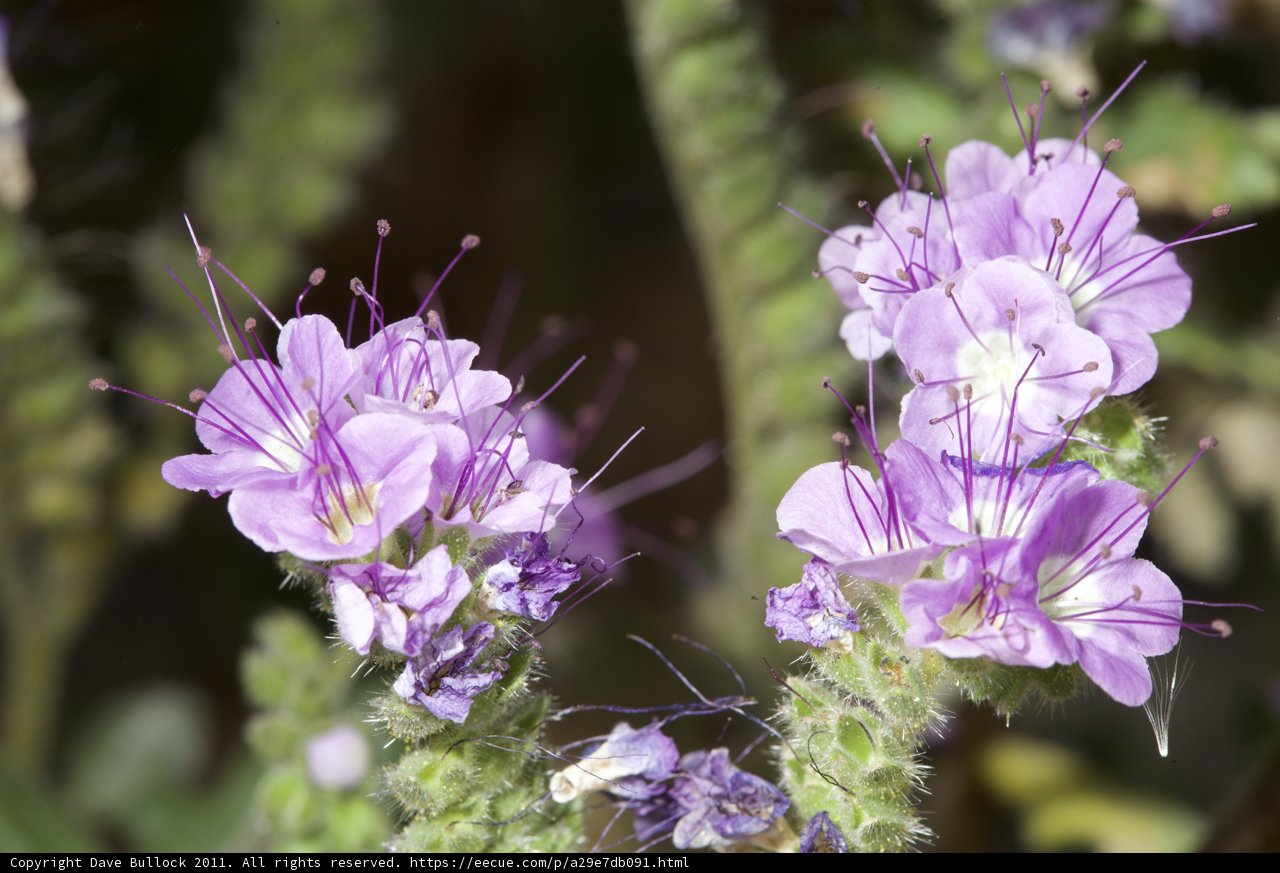 The Beauty and Pollen of Geranium Flowers