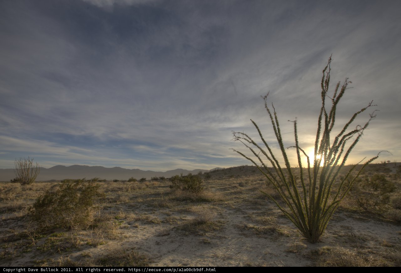 Solitude in the Desert