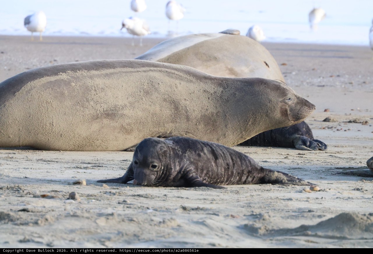 Elephant Seal Pup Resting Beside Adults on Beach