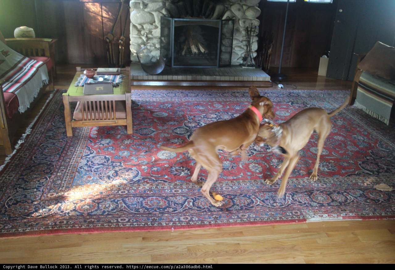 Cozy Living Room Playtime with Furry Friends