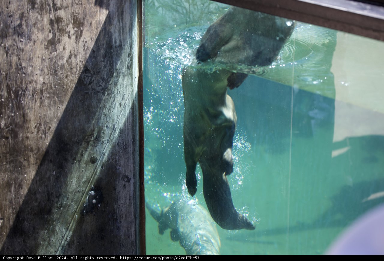 Dive into the Aquatic World