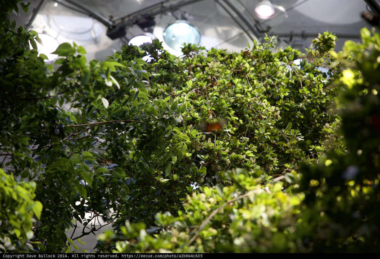A Feathered Visitor amidst the Verdant Canopy