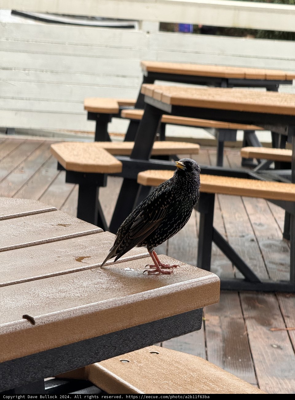 Feathered Visitor in Marin Headlands
