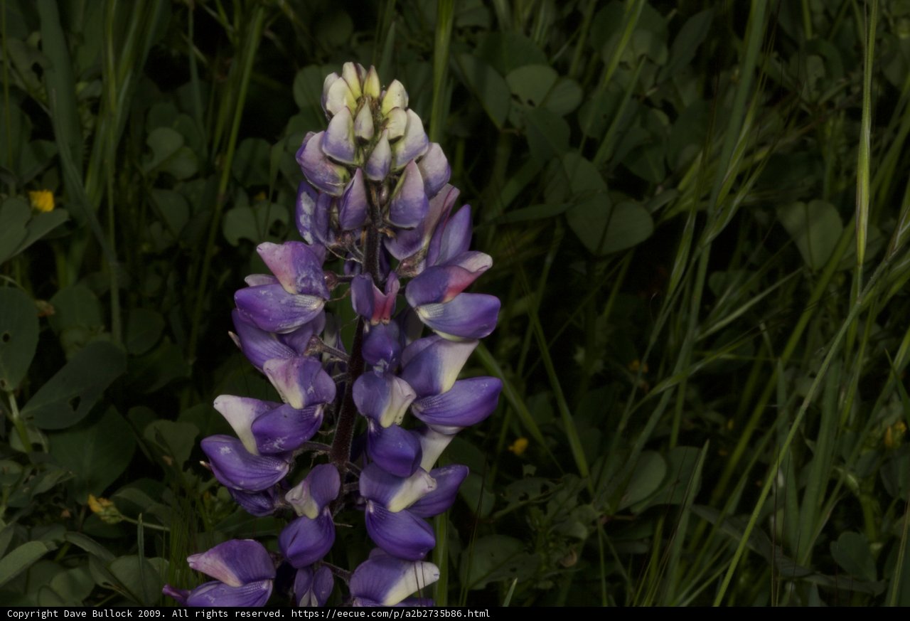Majestic Lupine in the Meadow