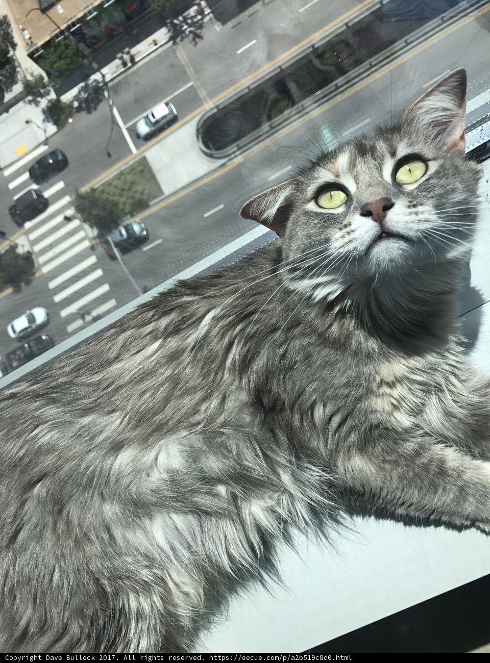 Urban Cat on Tarmac