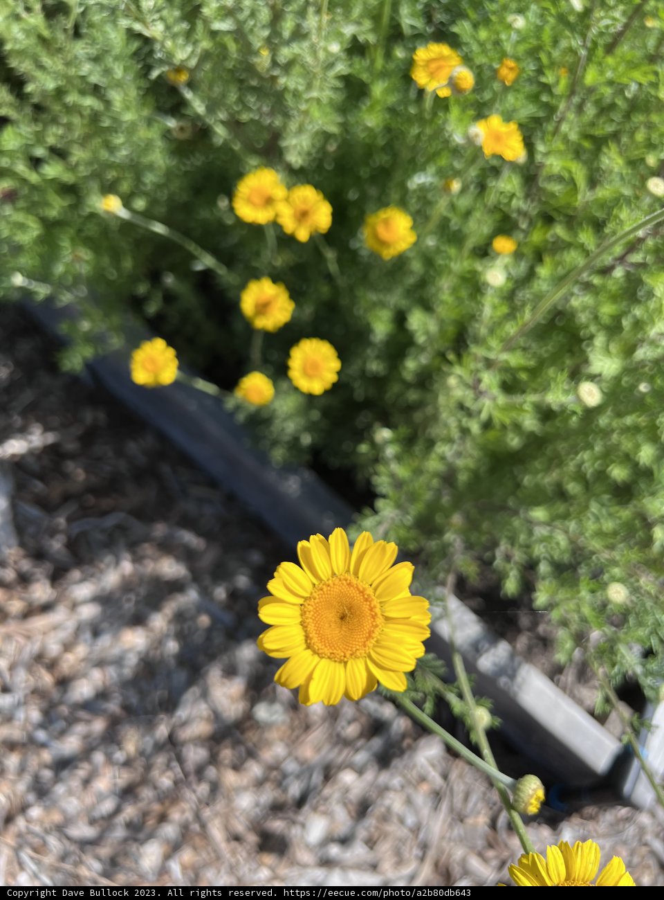 Sonoma Sunshine: A Glimpse Into My 2023 Regenerative Garden