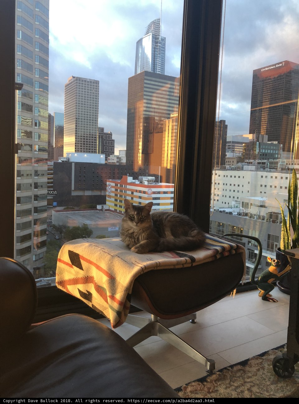 City Cat Nap
