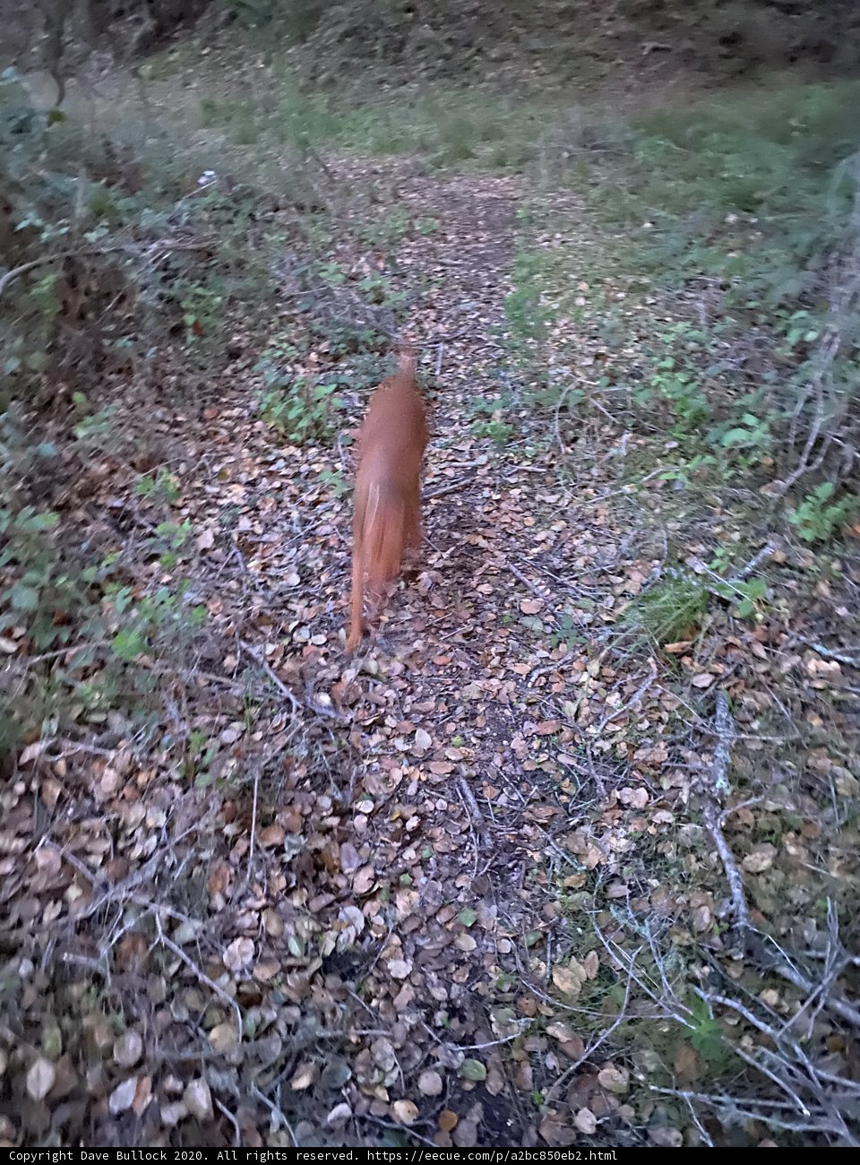 Red Fox in the Wilderness
