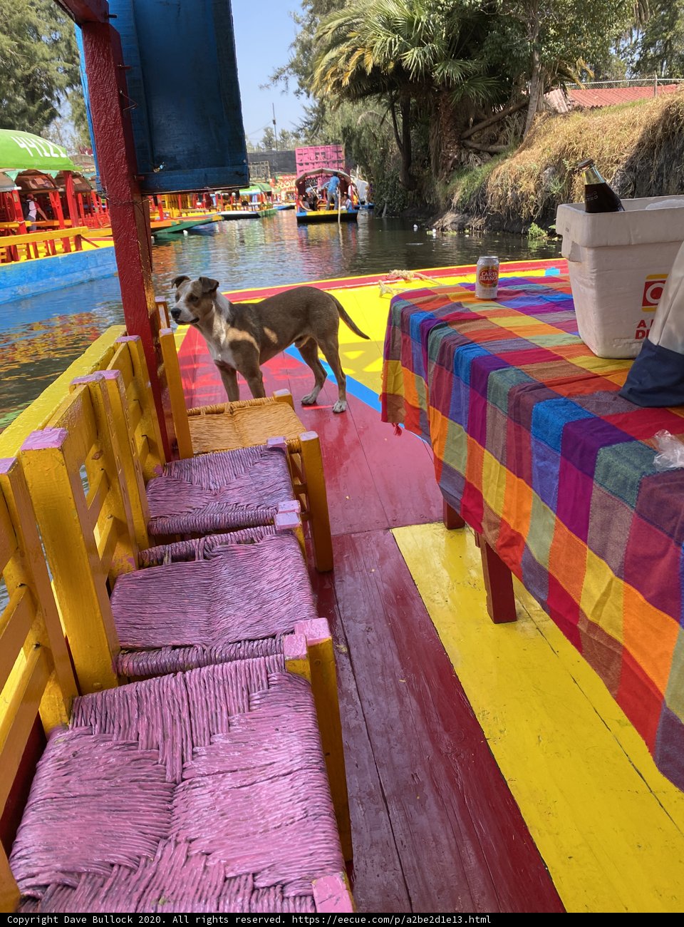 A Pooch's Boat Ride