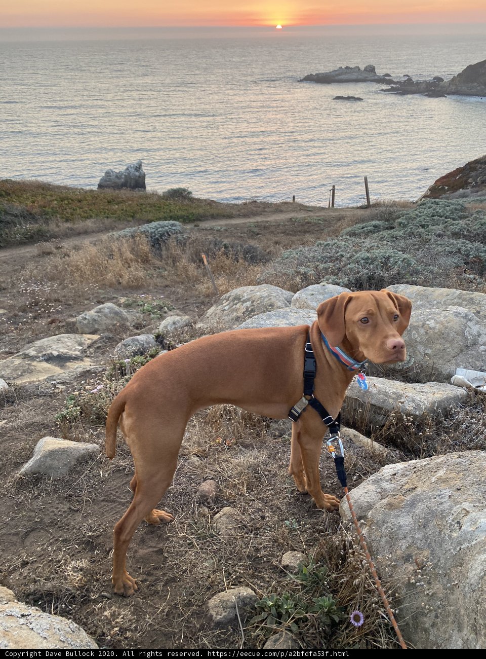 Leashed Dog on Rocky Hillside overlooking the Pacific Ocean