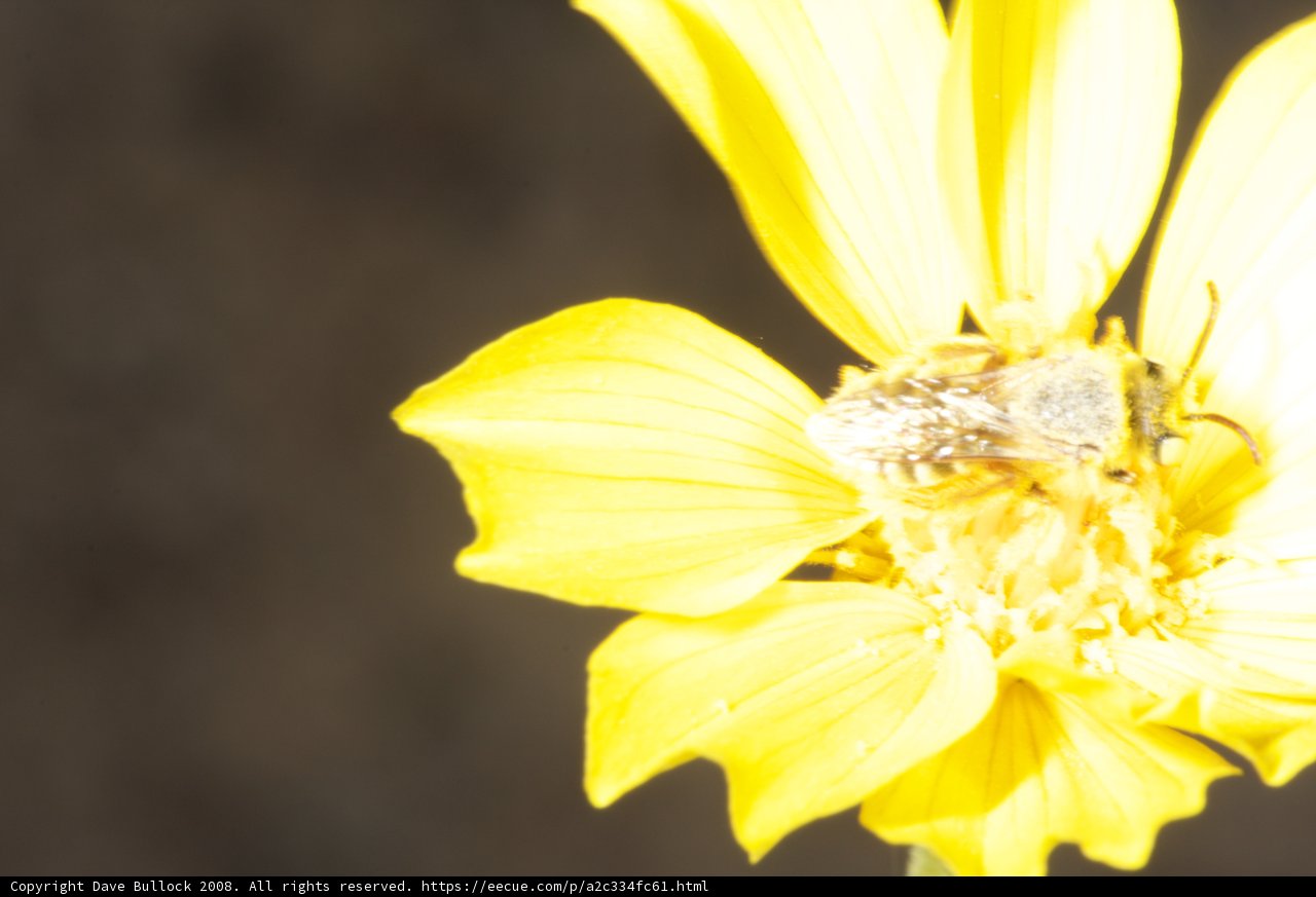 The Buzzing Bee on a Yellow Daisy