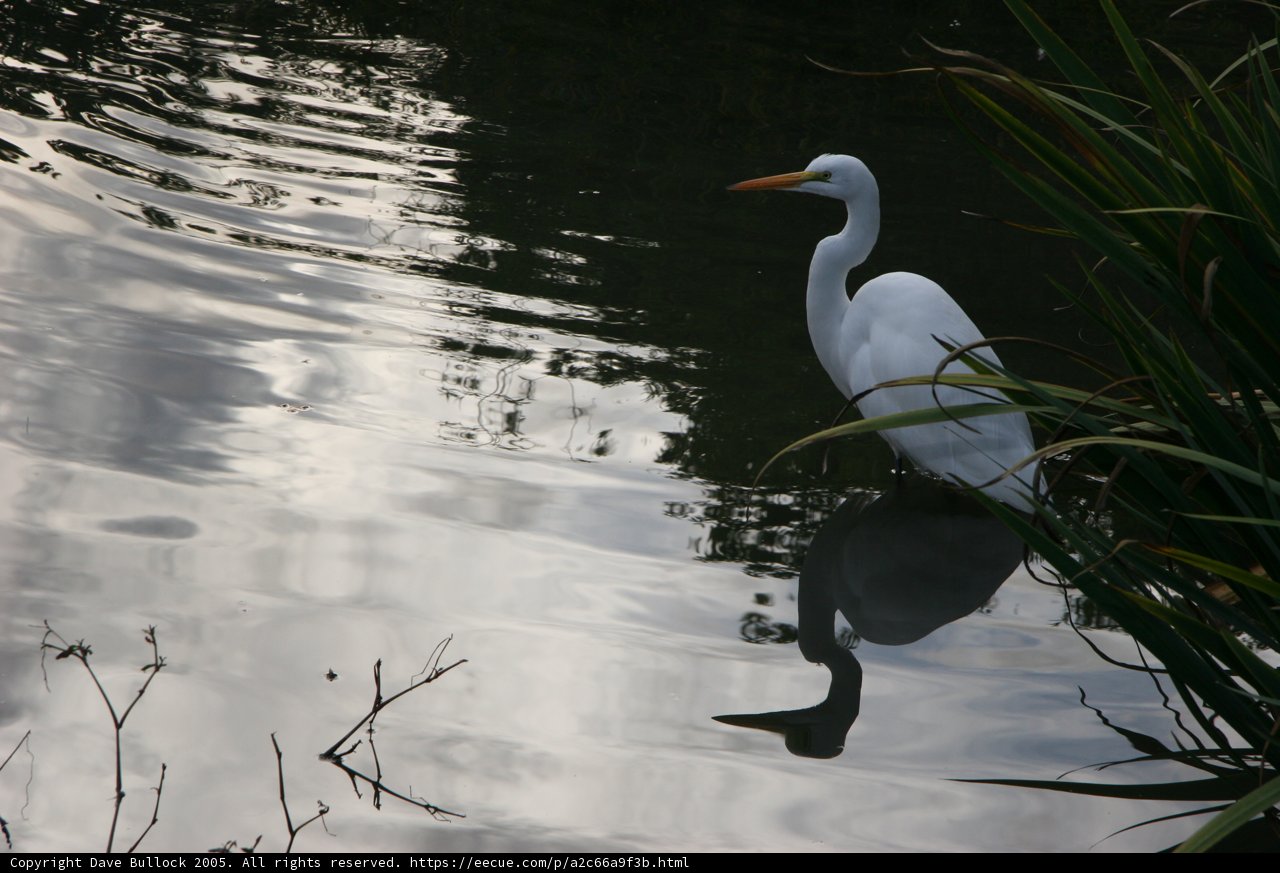 Elegant Egret at Water's Edge