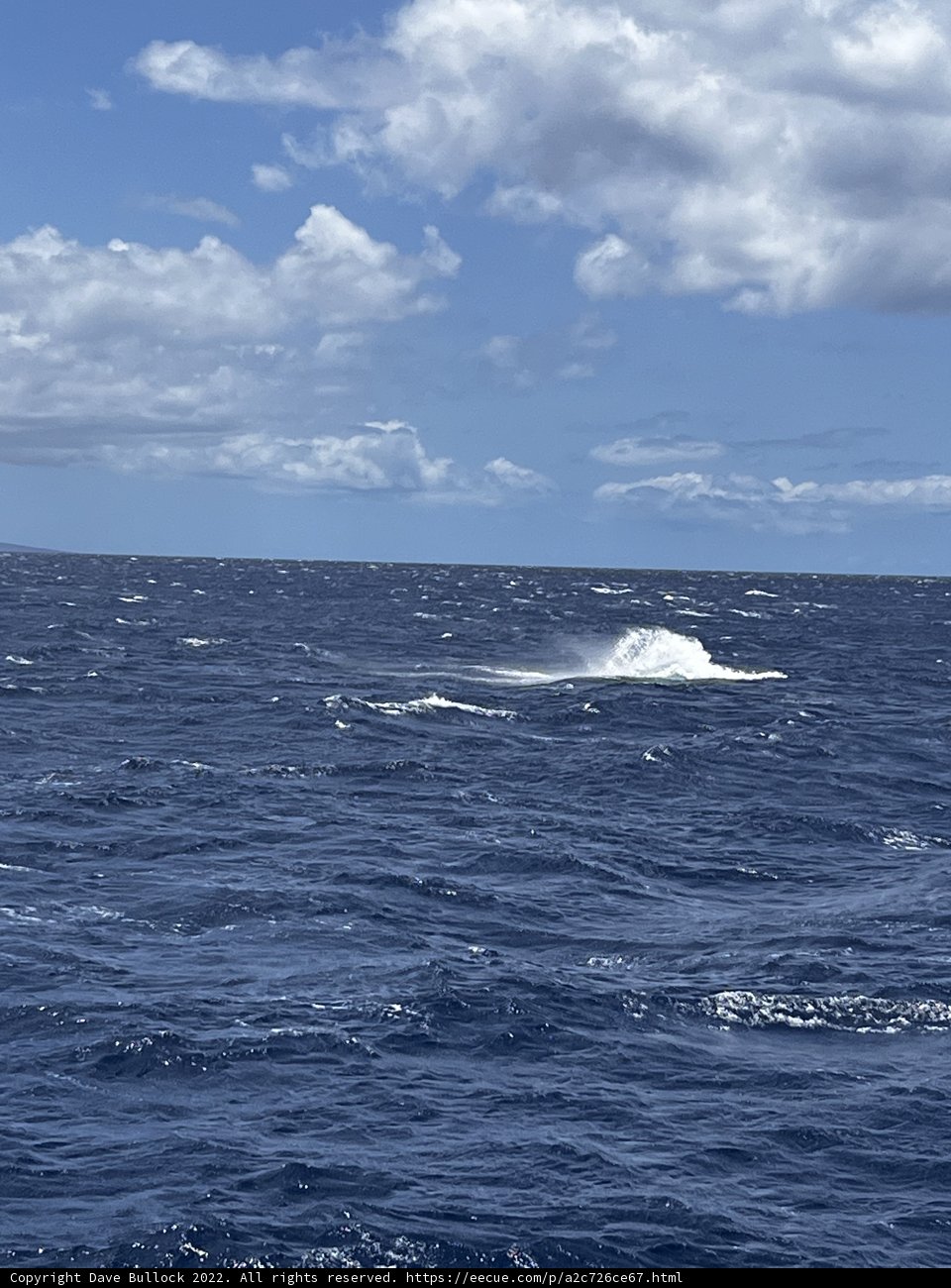 Majestic white whale wave