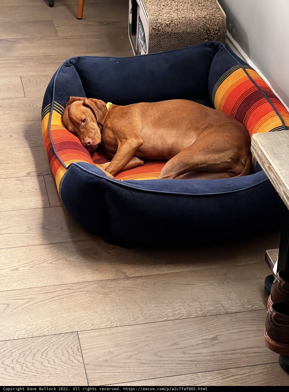 Snoozing in Style