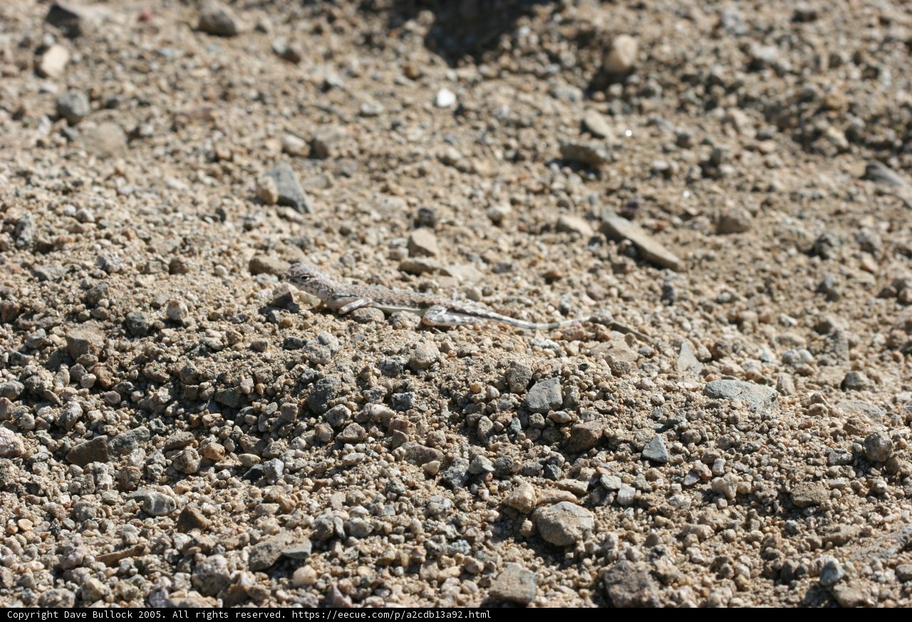 Lizard in the Wild