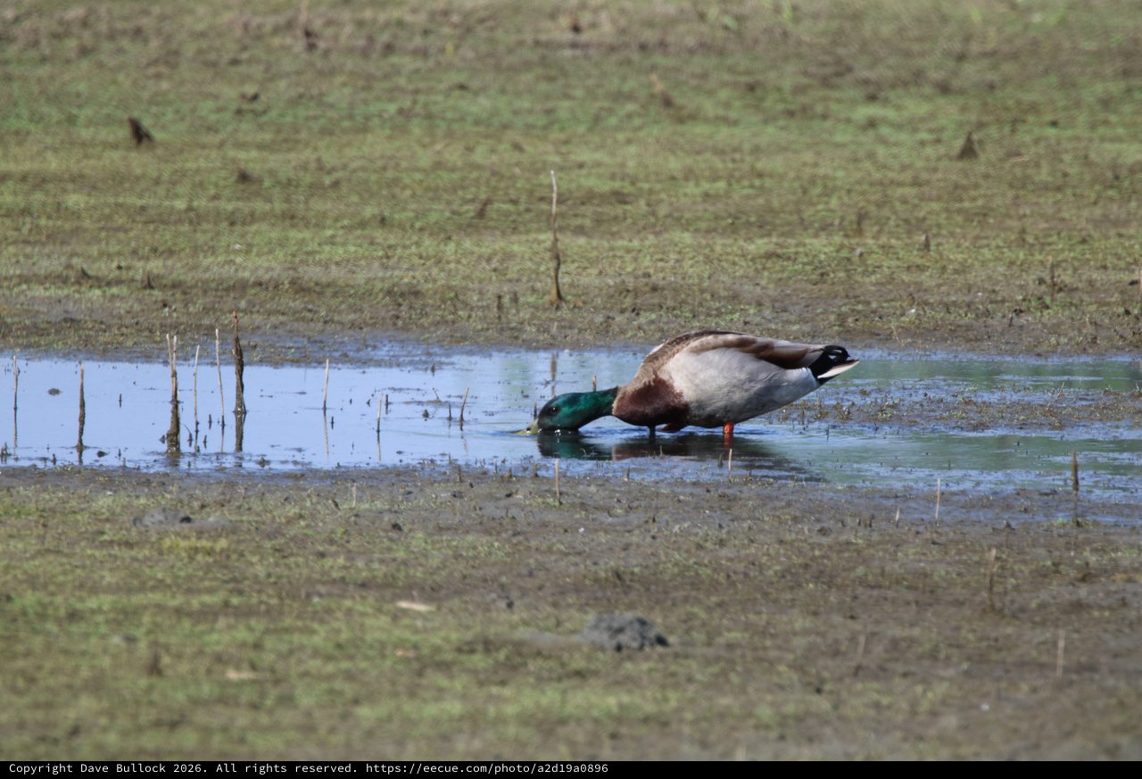 Mallard Duck Foraging in Shallow Wetland Waters