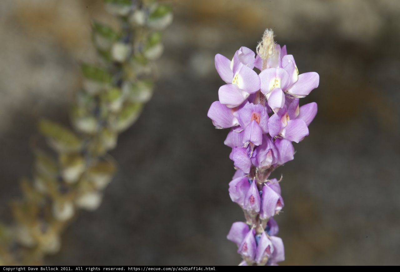 Majestic Lupin Flower in Full Bloom