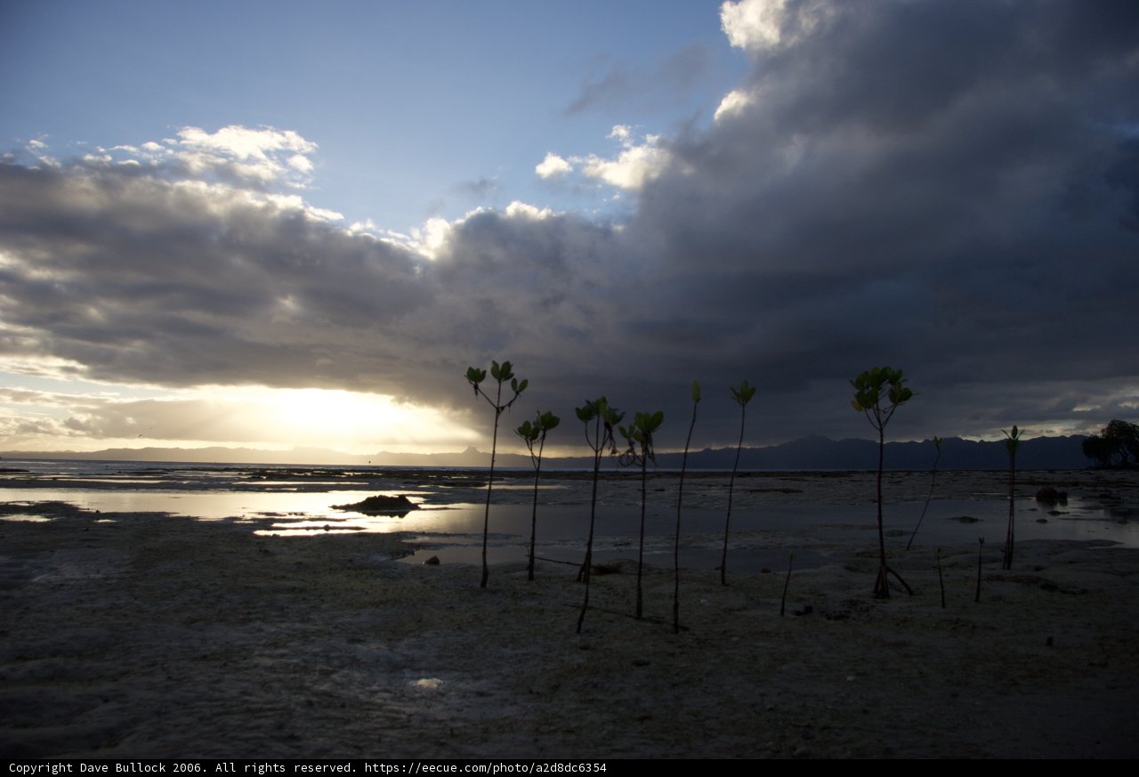 Cloudy Skies Over Beach Trees