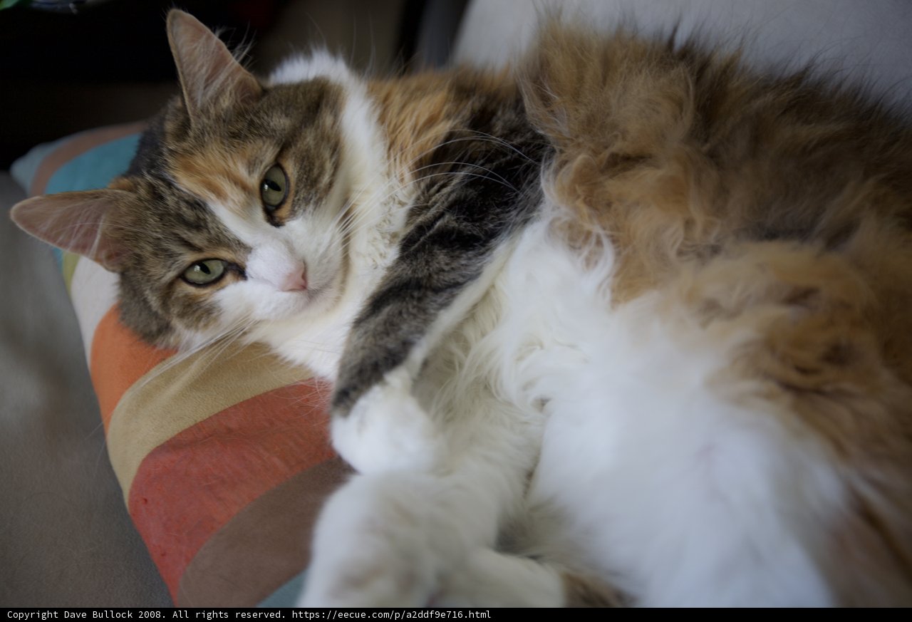Feline Comfort