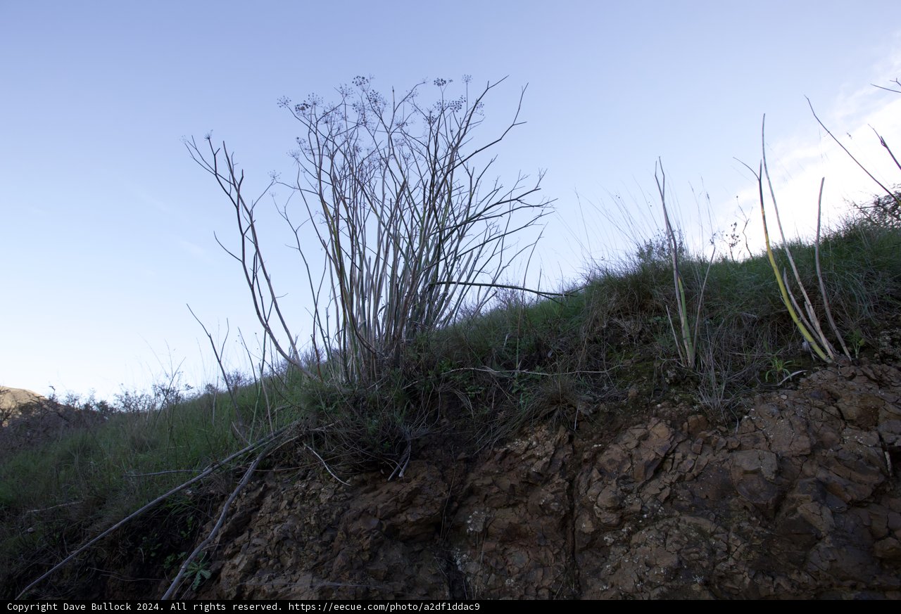 Resilience - A Lone Tree on Marin Headlands Hill 88