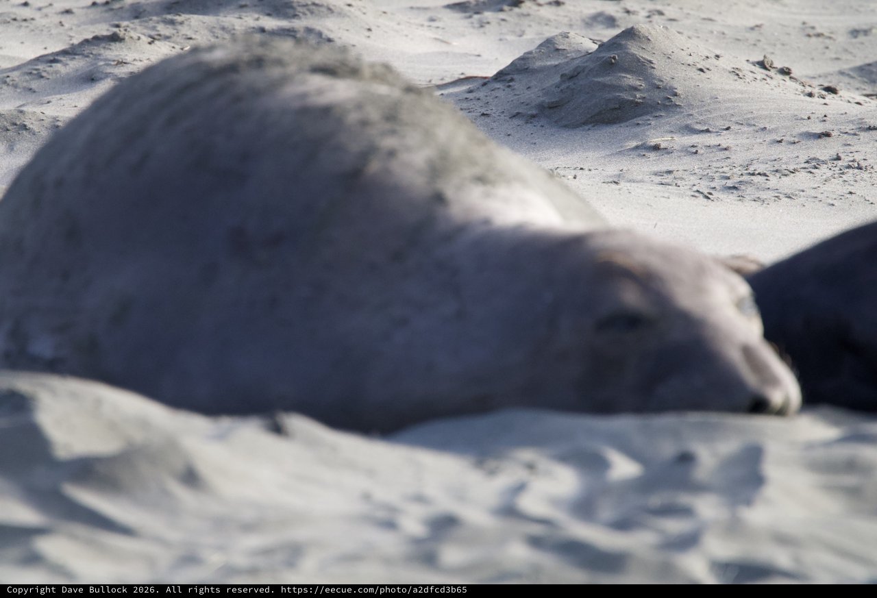 Elephant Seal Pup Resting on Sandy Beach