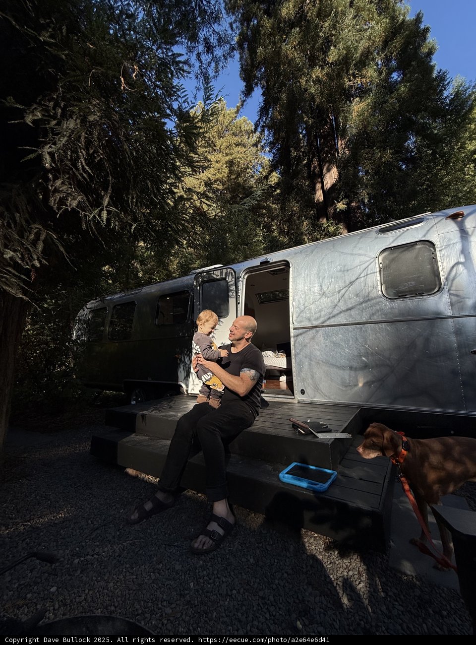 Morning Melodies in the Redwood Retreat