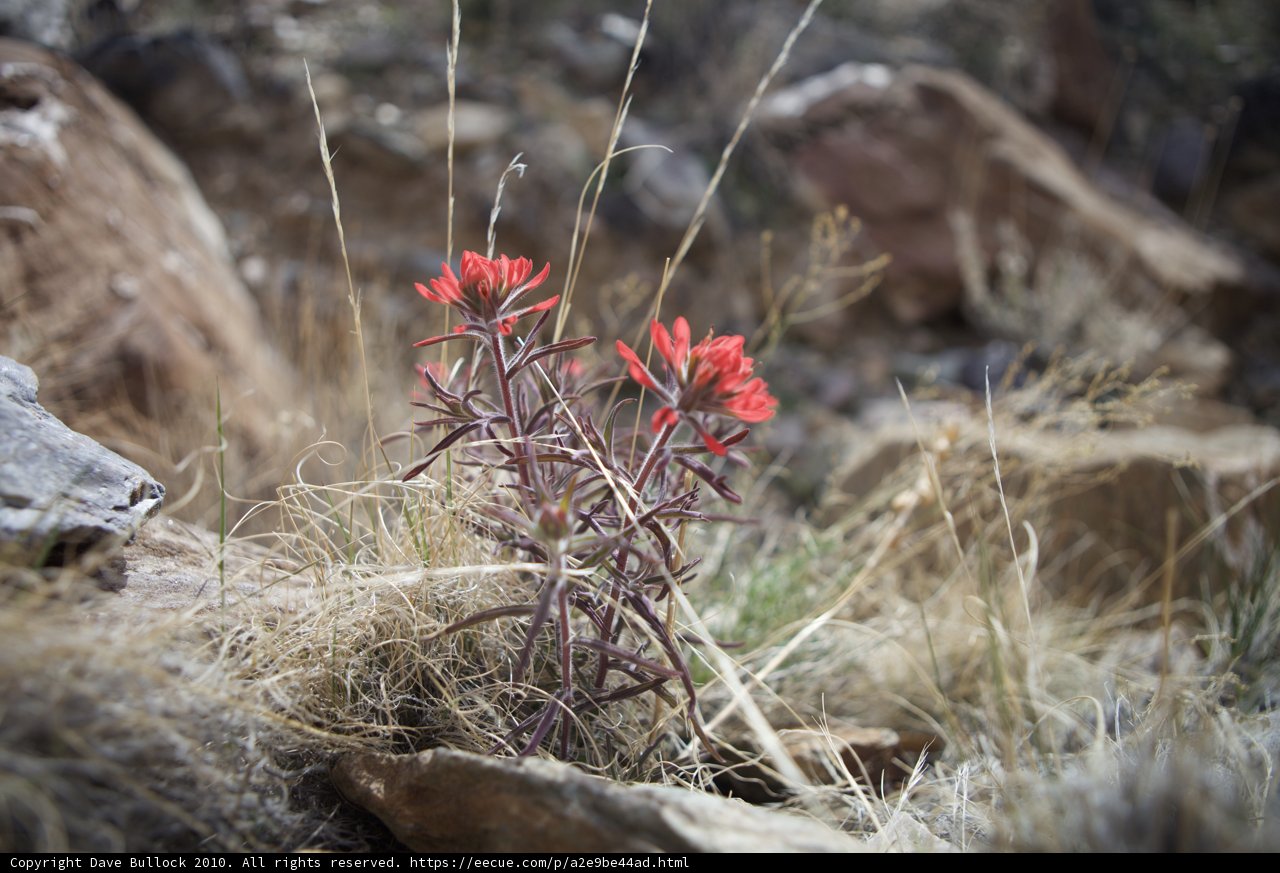 Lone Red Flower Amongst the Rocks