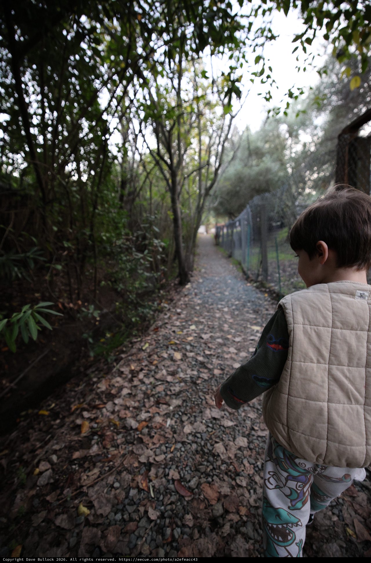 Child Exploring Leafy Path on Misty Morning Walk