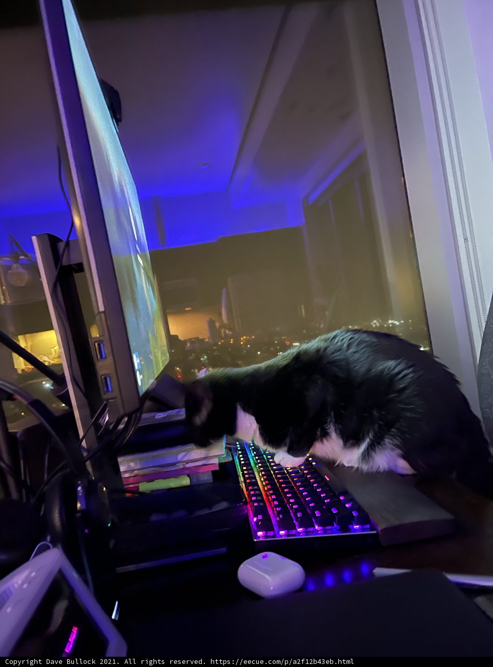 Tech-Savvy Feline