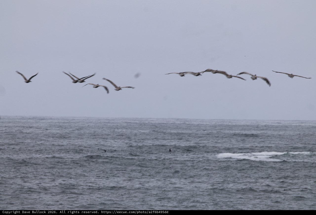 Pelicans Soaring Low Over Stormy Coastal Waters