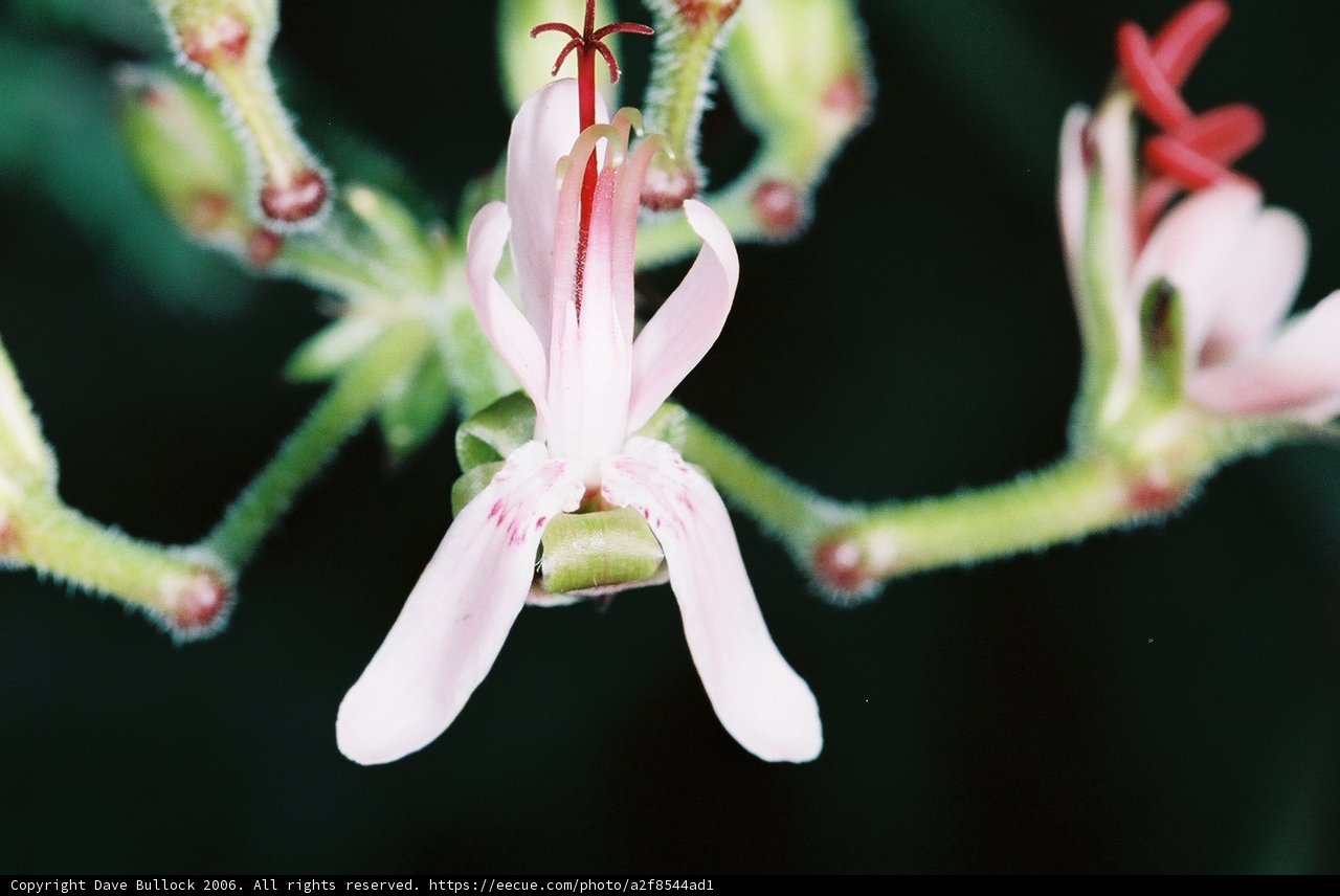 Pink Geranium Flower with Red Stamen