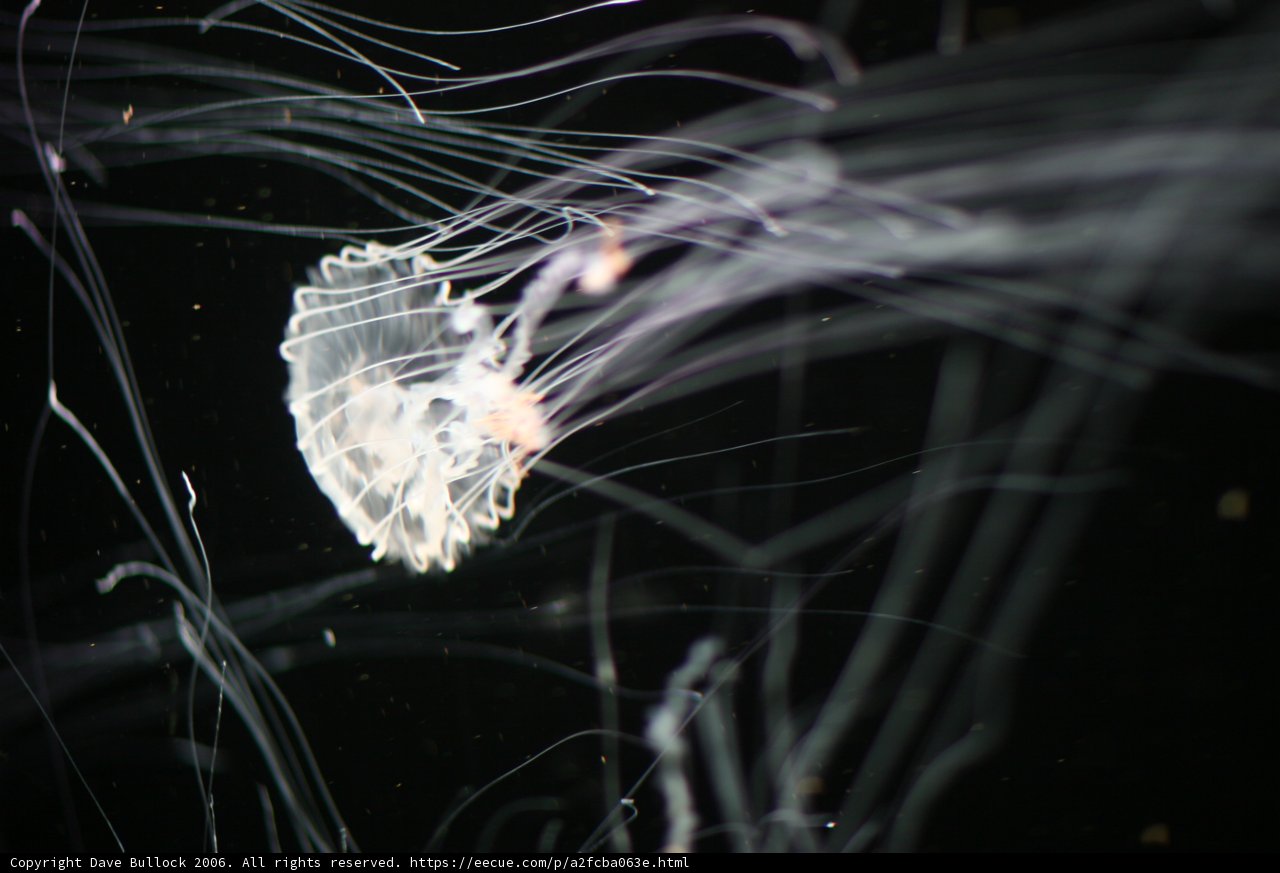 Graceful Jellyfish in the Aquarium