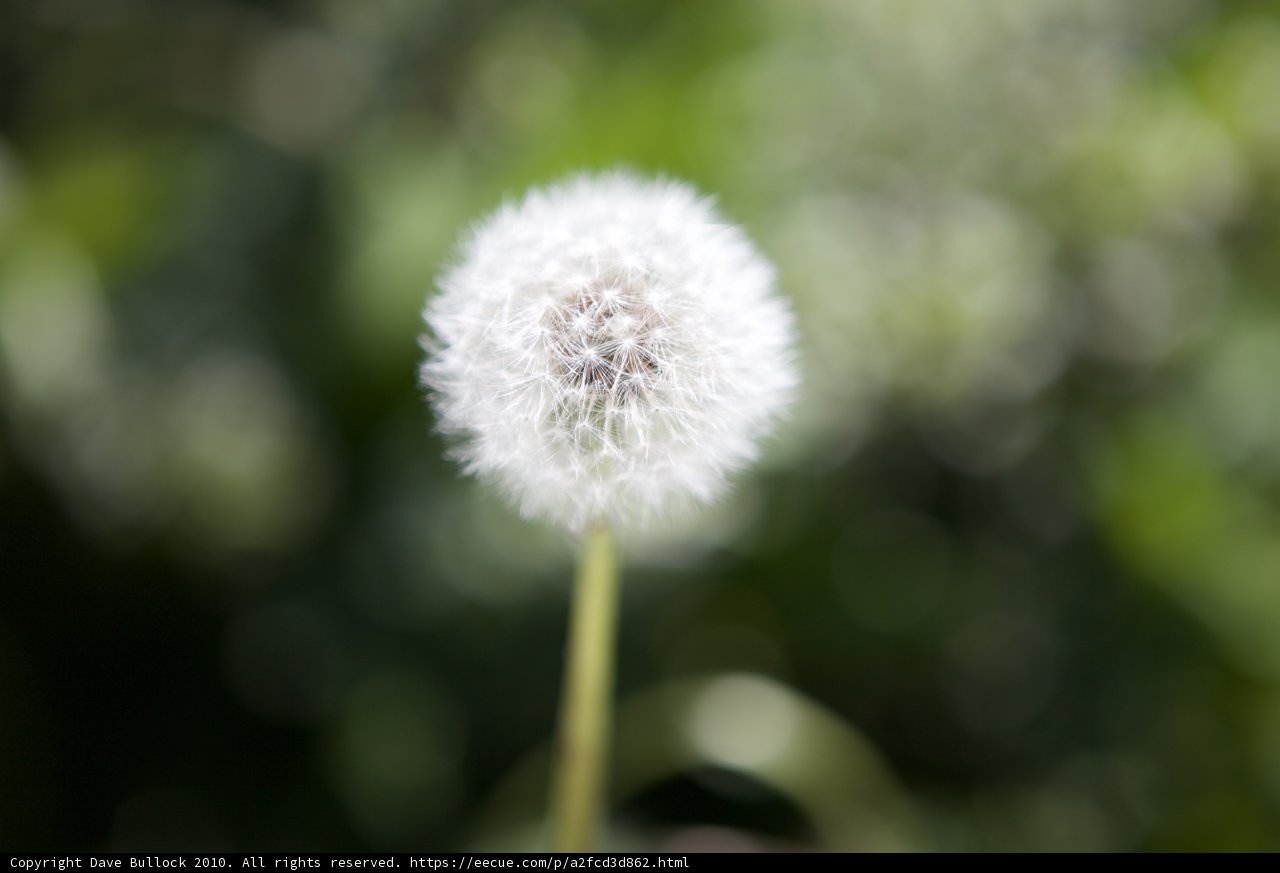 Dandelion Bloom