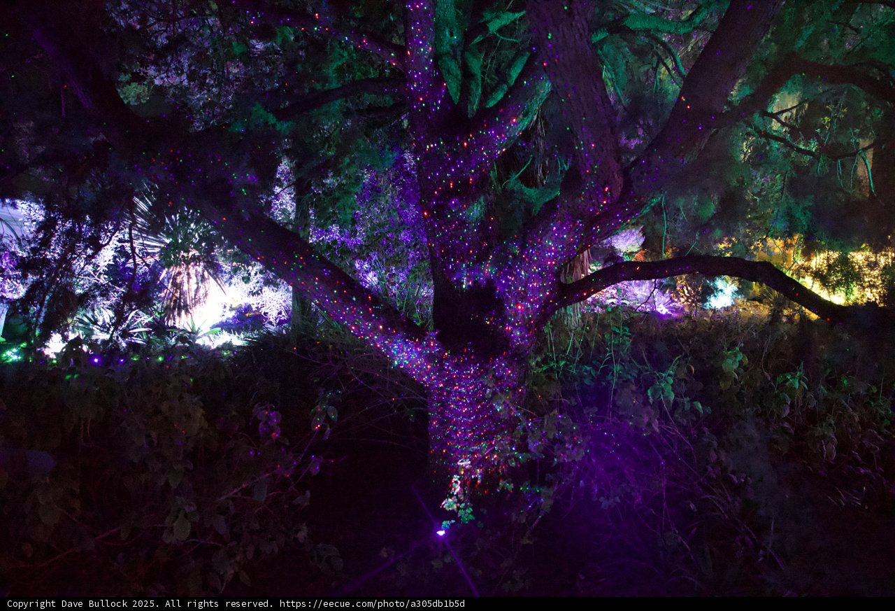 Enchanted Twilight