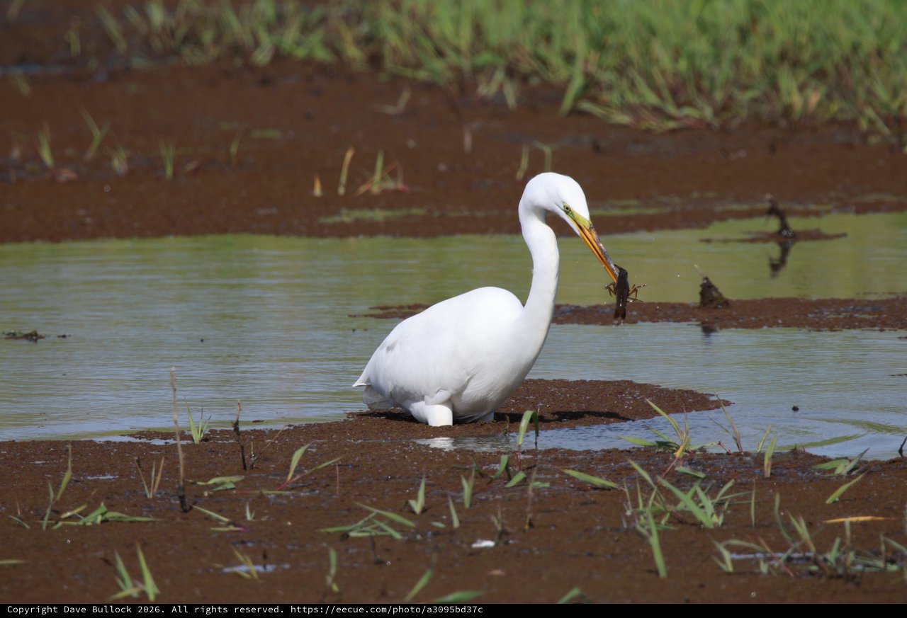 Great Egret Hunting in Flooded Wetland Habitat
