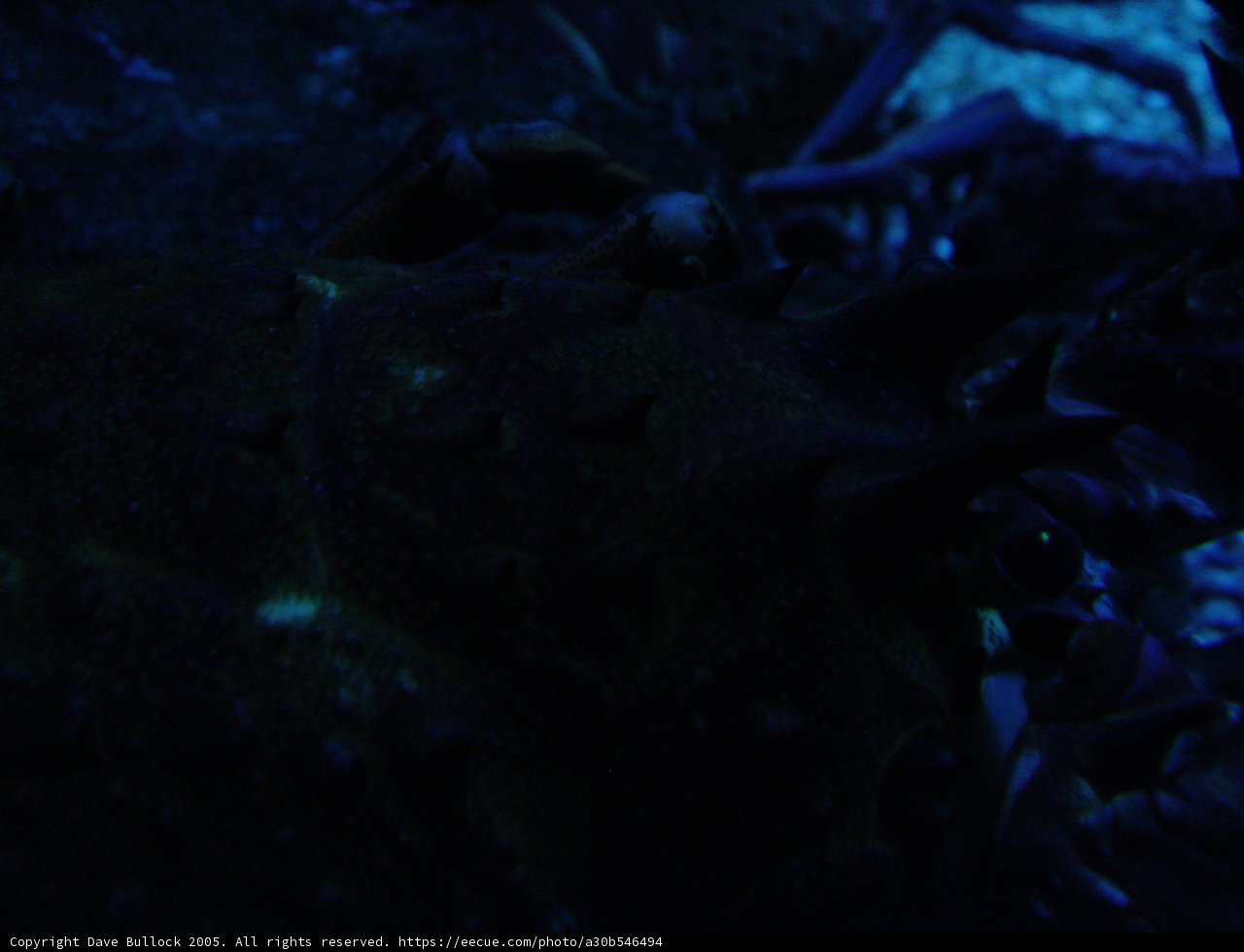 The Watchful Crab