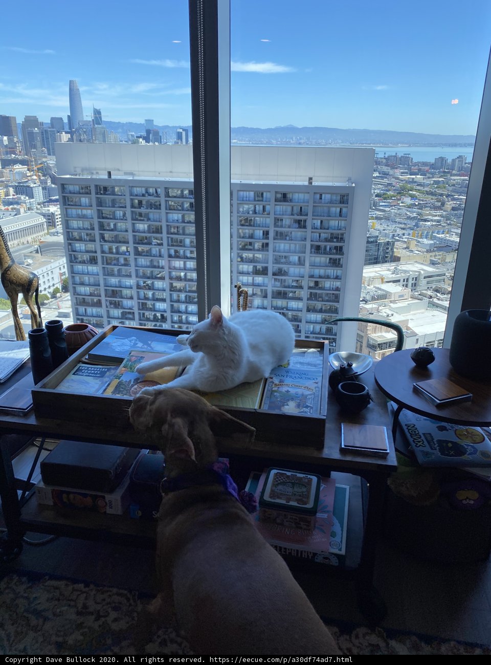 The Condo Pets