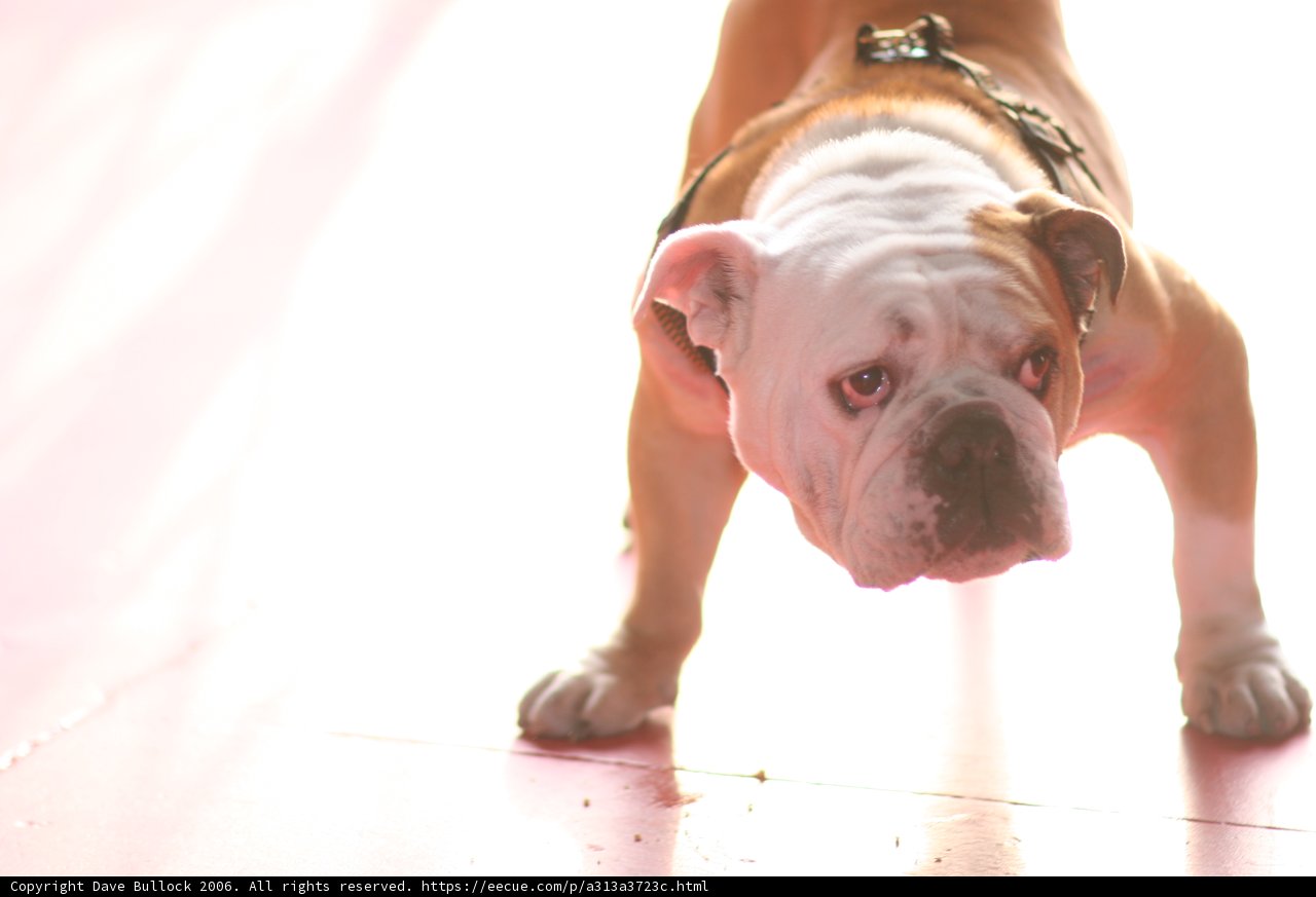 A Bulldog's Confident Stance