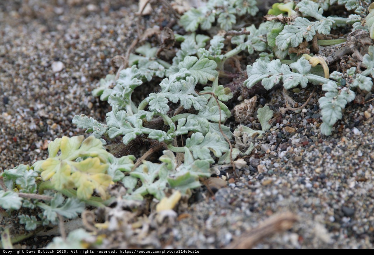 Silver-Leaved Beach Plants Thriving in Coastal Sand