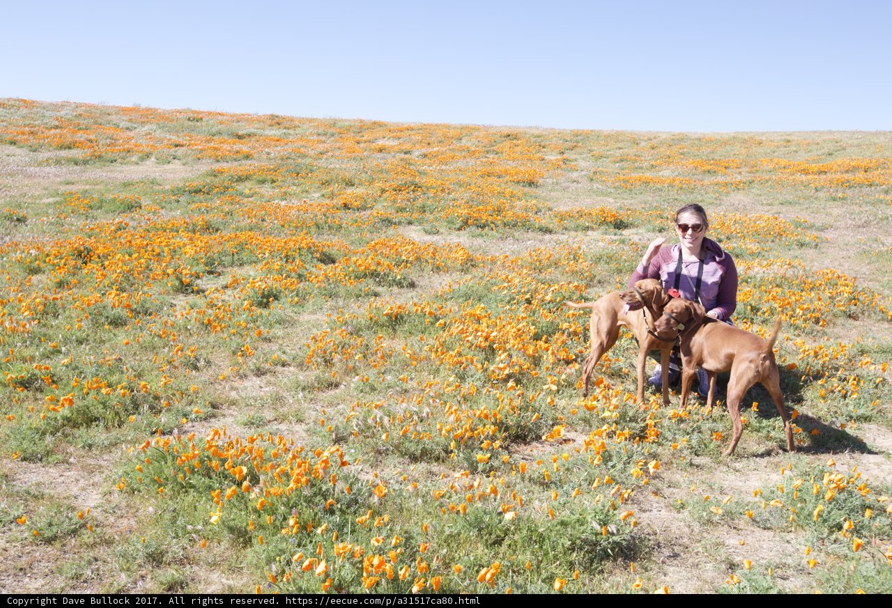 Blooming Adventure with Furry Friends