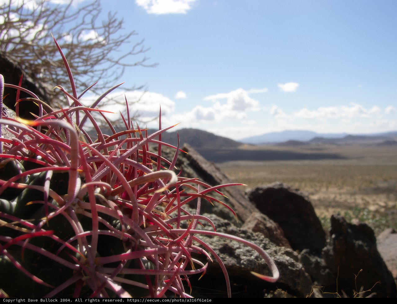 The Delicate Pink Flowers of the Rocky Wilderness